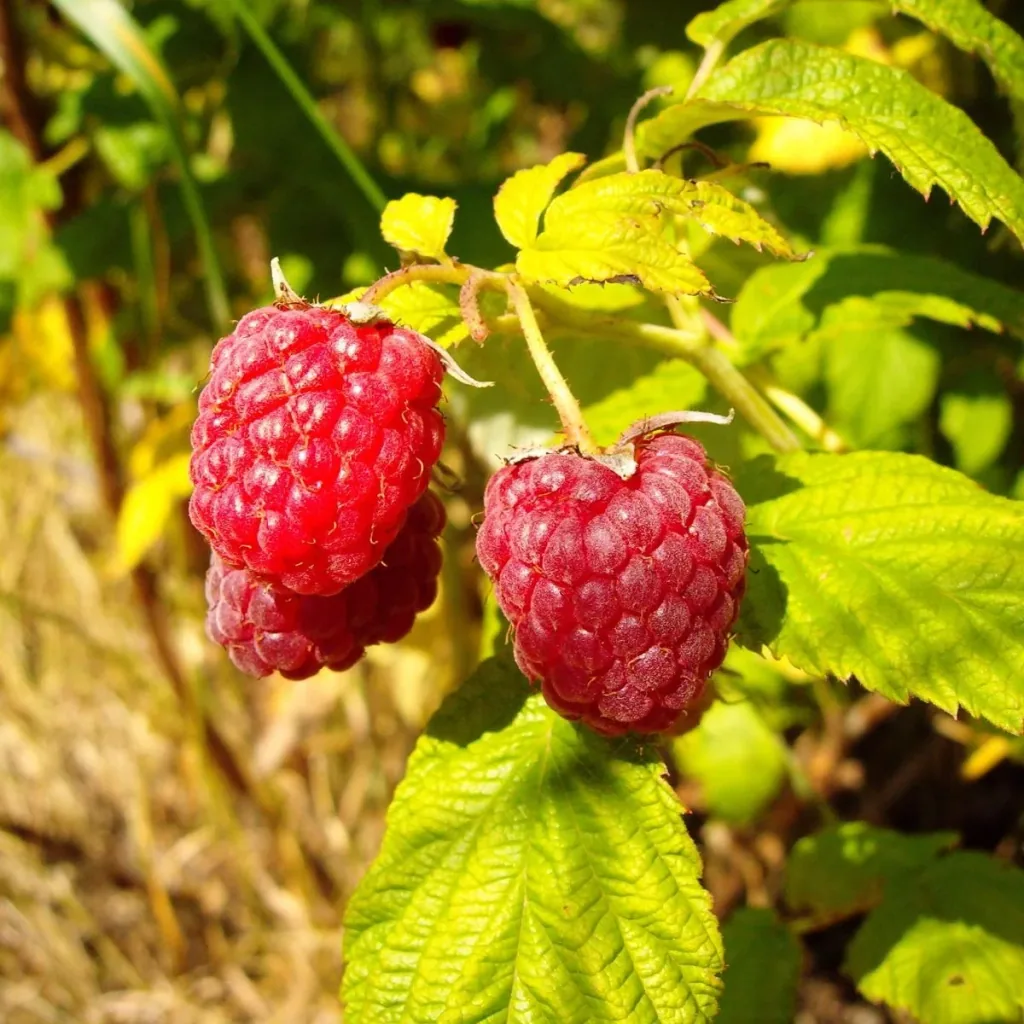Himbeere 'Meeker' (Rubus idaeus) – winterharte Beerenobst-Pflanze, im 3,5-L-Container