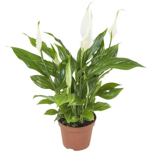 Bloem-up Luftreinigende Zimmerpflanzen - Mix-Set - 25 - 45 cm - 5 Stück