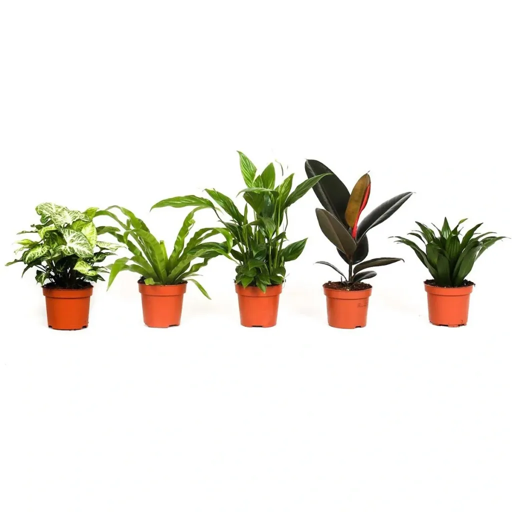 Bloem-up Luftreinigende Zimmerpflanzen - Mix-Set - 25 - 45 cm - 5 Stück