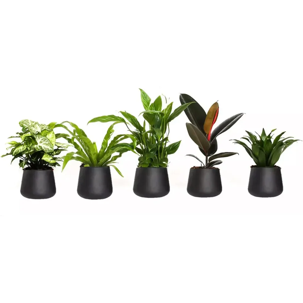 Bloem-up Luftreinigende Zimmerpflanzen - Mix-Set - 25 - 45 cm - 5 Stück