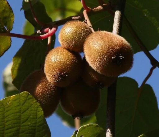Kiwi 'Solo' (Actinidia) – winterharte Kletterpflanze, im 3,5-L-Container