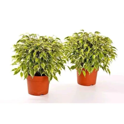 Flower-up Trauerfeigen Ficus Benjamina 3 Stück 25-35 Cm Ficus benjamina Grün Kinky, Kinky & Natasja