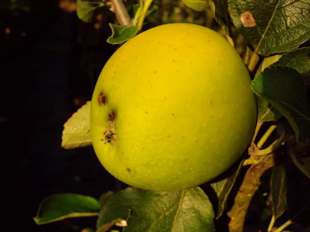 Säulenapfel 'Goldspur' (Malus domestica) – winterhartes Obstgehölz, im 7,5-L-Container