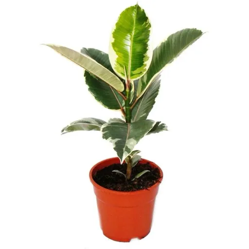 lower-up Gummibäume Zimmerpflanzen Ficus Elastica Set 4 Stück 30-40Cm 2x Ficus elastica Abidjan 2x Ficus elastica Tinek