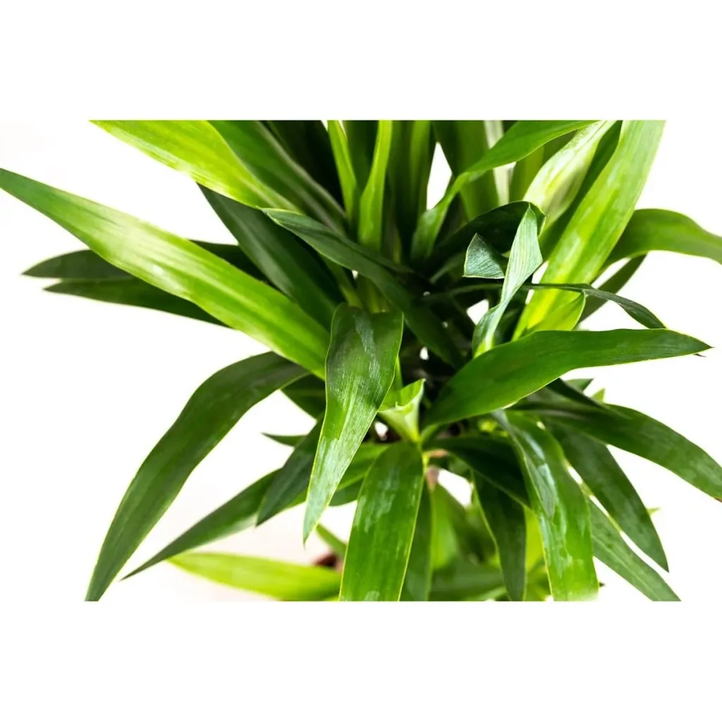 Aufblühende Arecapalme - Goldpalme - Dypsis Lutescens Areca - Groß - 65-70 cm - 1 Stück