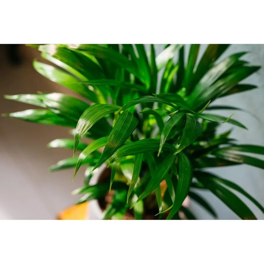 Aufblühende Arecapalme - Goldpalme - Dypsis Lutescens Areca - Groß - 65-70 cm - 1 Stück