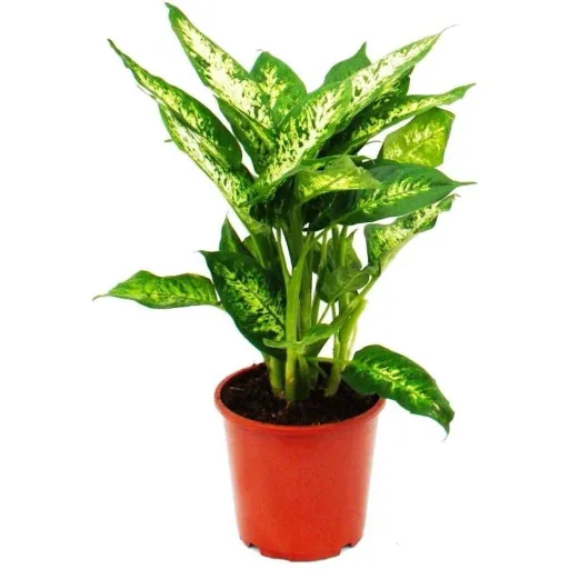 Blühendes Dieffenbachia-Set Mix - 4 Stück - 25 -40Cm (2x Dieffenbachia Camilla, 2x Dieffenbachia Compacta)