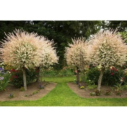 Aufblühende Weide - Salix integra 'Hakuro Nishiki' XXL - 120-140Cm - 4 Stück