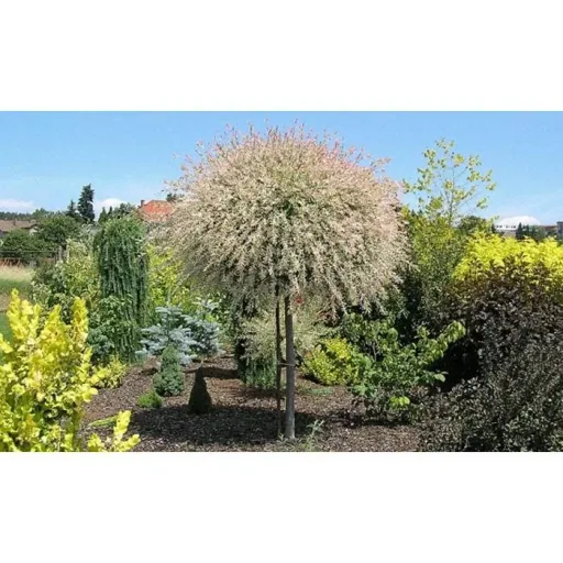 Aufblühende Weide - Salix integra 'Hakuro Nishiki' XXL - 120-140Cm - 4 Stück
