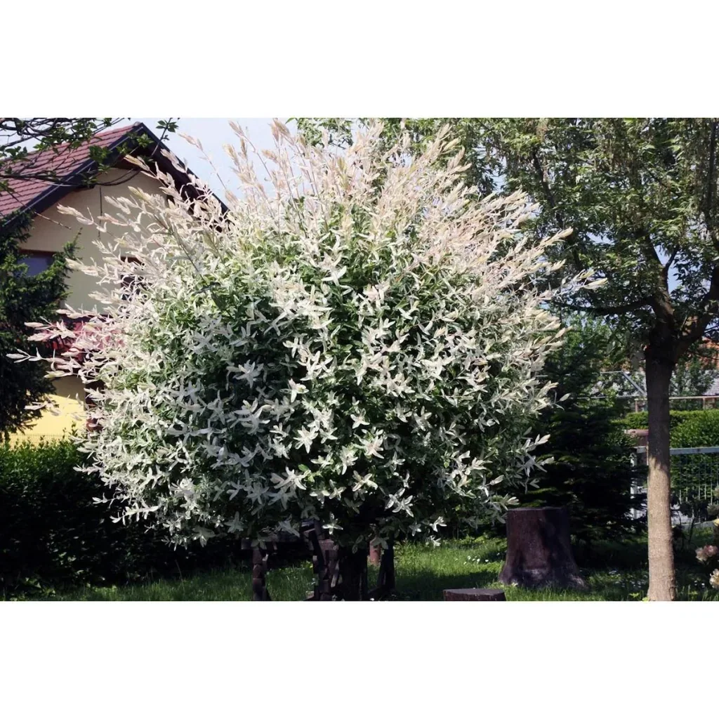 Aufblühende Weide - Salix integra 'Hakuro Nishiki' XXL - 120-140Cm - 4 Stück