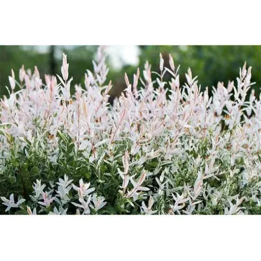 Aufblühende Weide - Salix integra 'Hakuro Nishiki' XXL - 120-140Cm - 4 Stück