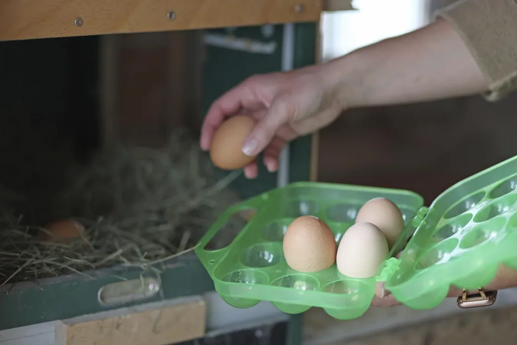 Eier-Transportbox