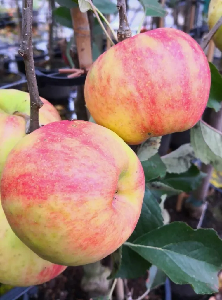 Apfel 'Karneval' (Malus domestica) – winterhartes Obstgehölz, als Busch, im 10-L-Container