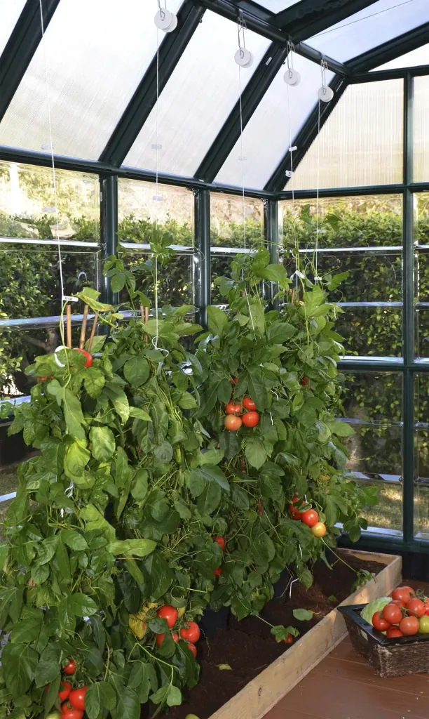 Tomatenrank-Kit für Kunststoff Gewächshäuser