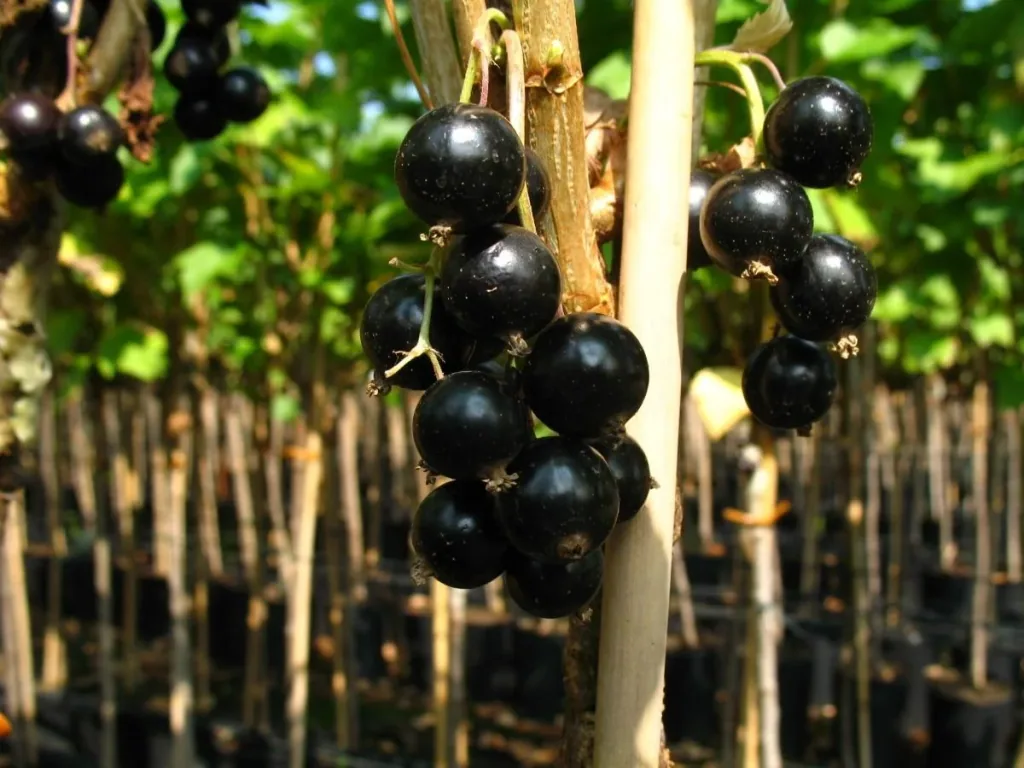 Johannisbeere schwarz "Bona" Busch, im 5L-Container