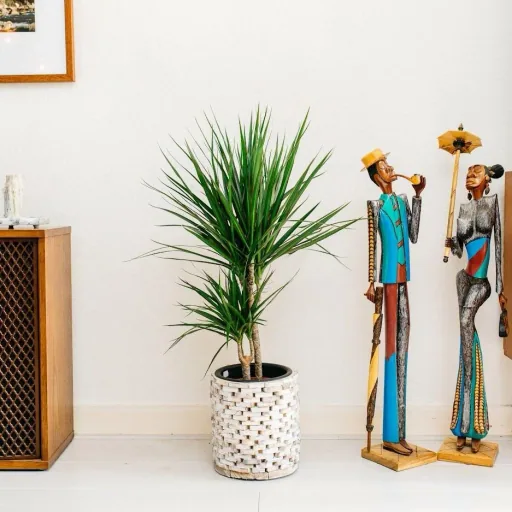 Blühender Drachenbaum - Dracaena Marginata - Groß - 75-80Cm - 2 Stück
