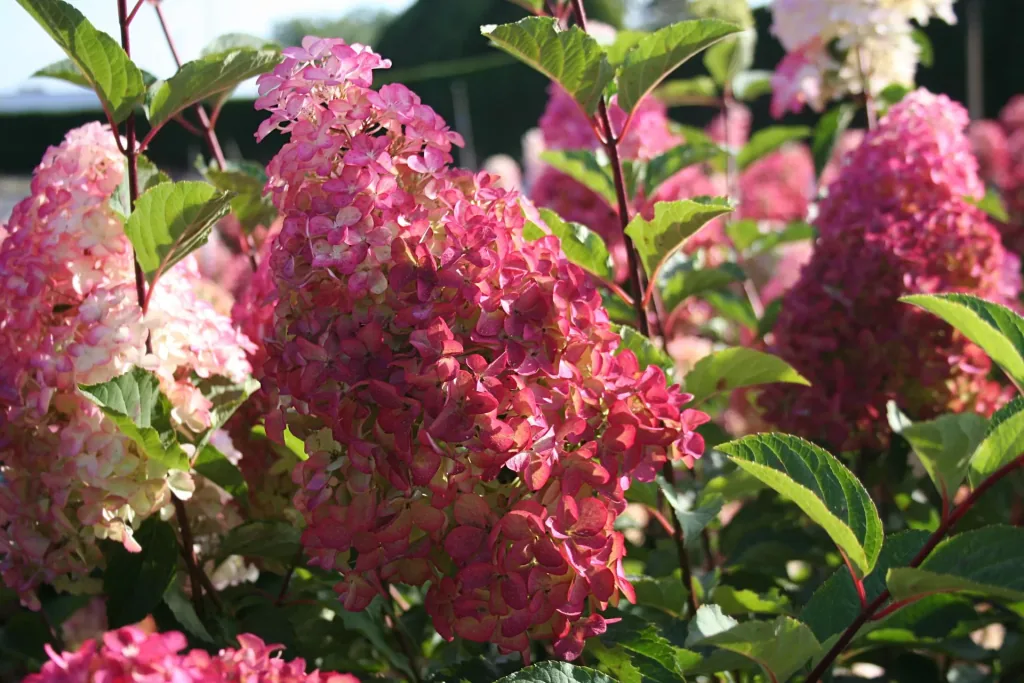 Rispenhortensie Fraise Melba - Hydrangea paniculata - 12 L Topf 60-80 cm