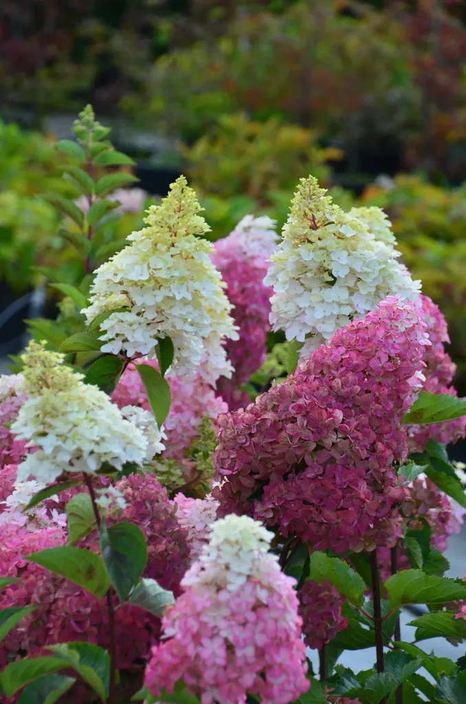 Rispenhortensie Fraise Melba - Hydrangea paniculata - 12 L Topf 60-80 cm