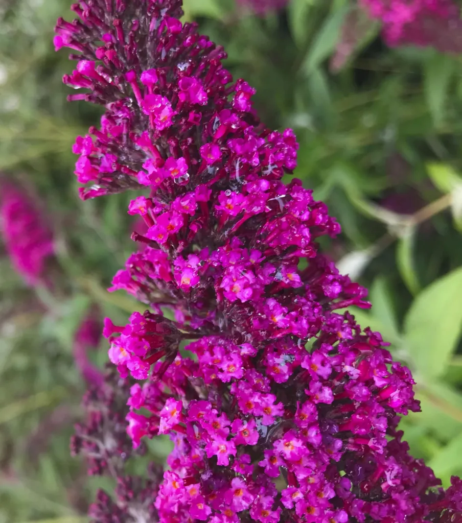Zwerg-Sommerflieder Buzz Wine (burgunderrot) - Buddleja davidii - 7 L Topf