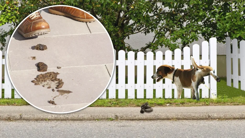 Solar Hunde- und Katzenabwehr