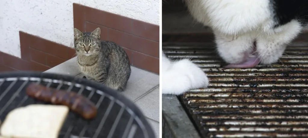Solar Hunde- und Katzenabwehr