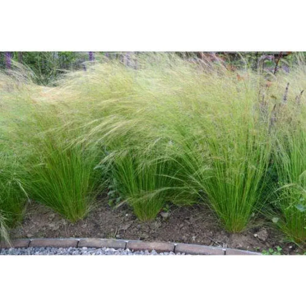 Aufblühendes Set von 8 Stipa Pferdeschwanz-Federgras - 40-50 cm