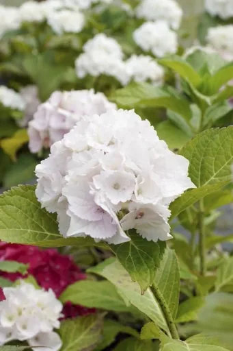 Bauernhortensie weiß Hydrangea macrophylla - 7 L Topf 40-60 cm