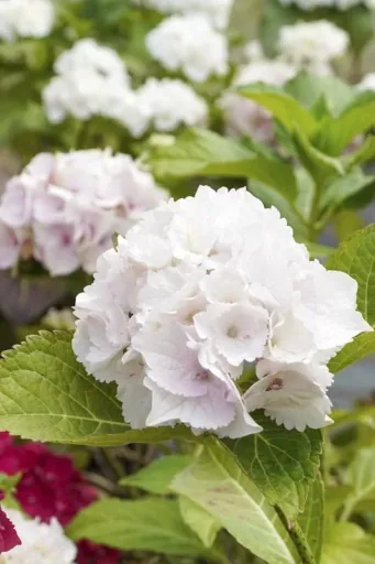 Bauernhortensie weiß Hydrangea macrophylla - 7 L Topf 40-60 cm