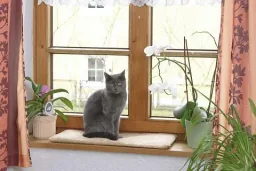 Fensterliegekissen für Katzen, 60 x 26 cm