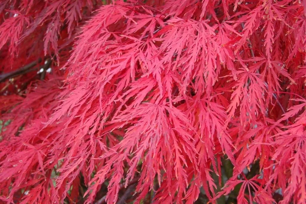 Schlitzahorn dunkelroter Garnet - Acer palmatum - 4 L Topf 30-40 cm