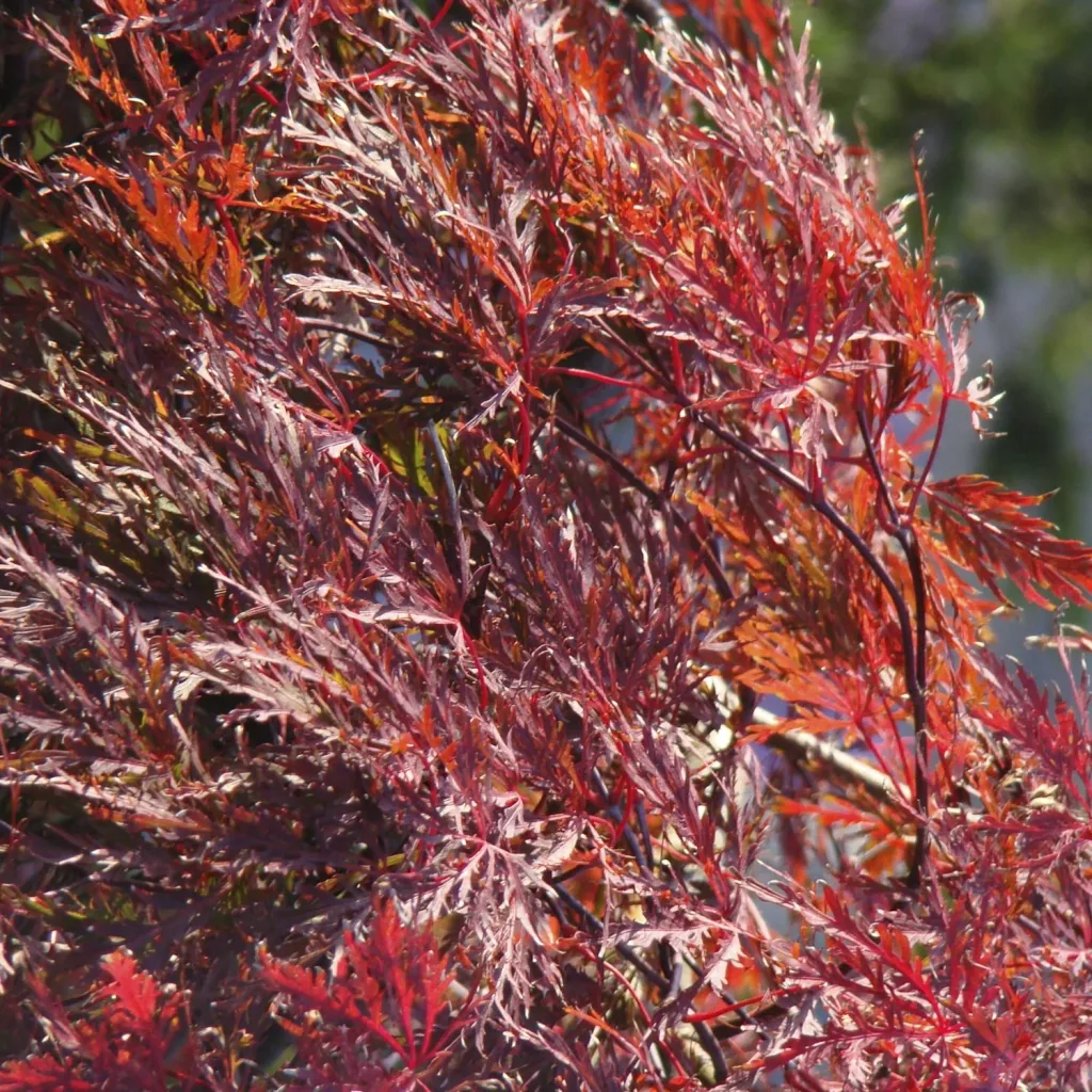 Schlitzahorn dunkelroter Garnet - Acer palmatum - 4 L Topf 30-40 cm