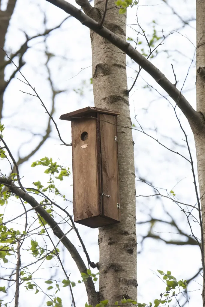 Buntspecht Nistkasten