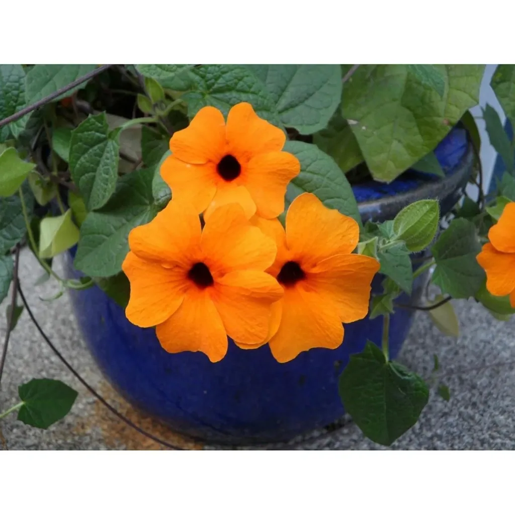 Blühende Thunbergia Set - 6 Stück - 30-38 cm