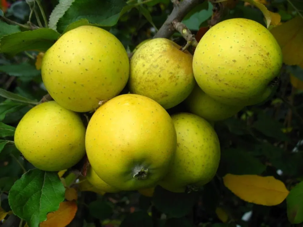 Säulenapfel "Ananasrenette", 7,5L-Container, fest, saftig, einzigartiges Aroma