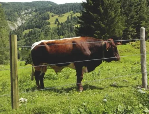 Holz Zaunpfähle 6 x 200 cm, 30 Stück - ideal für den Zaunbau