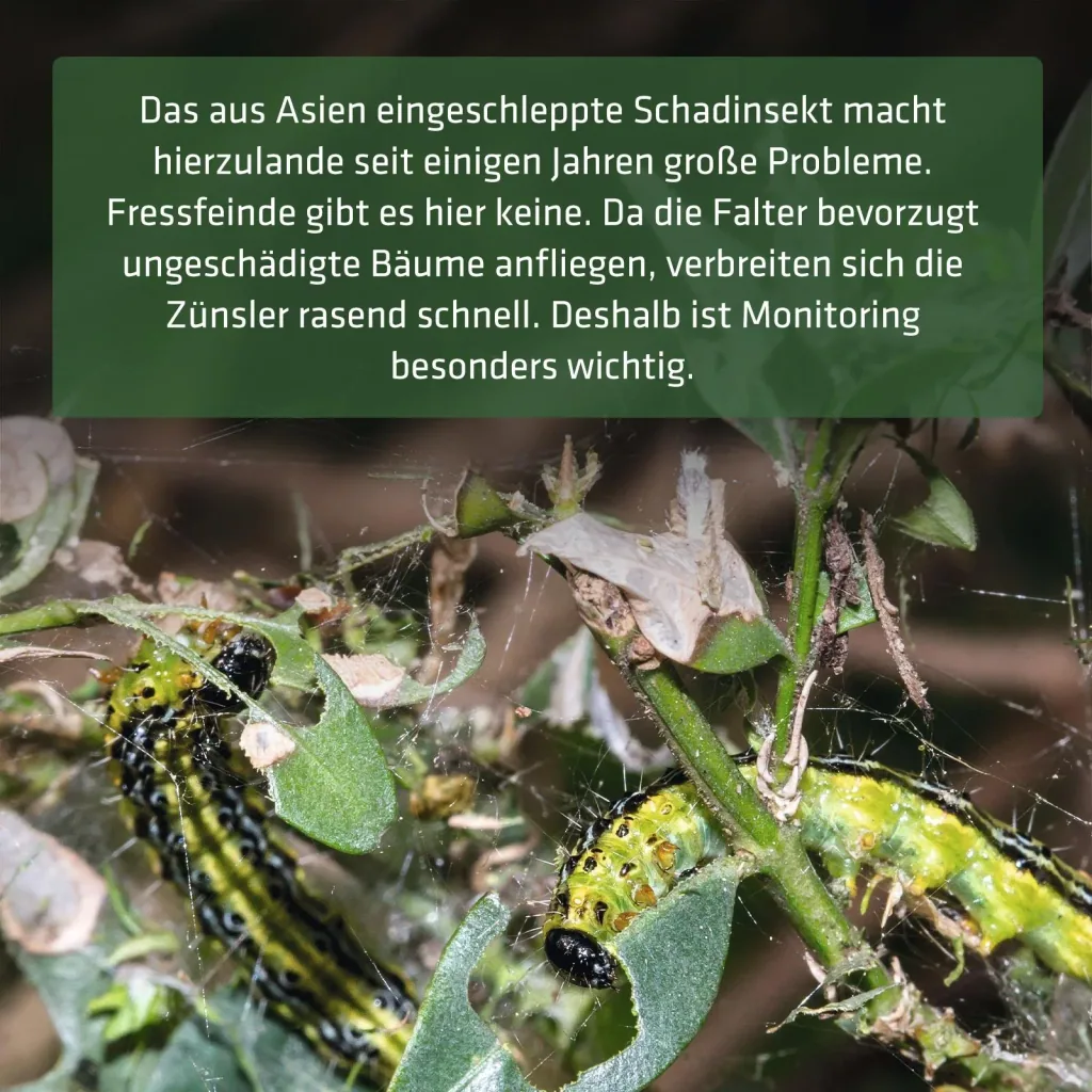 Buchsbaumzünsler-Falle inklusive Lockstoff