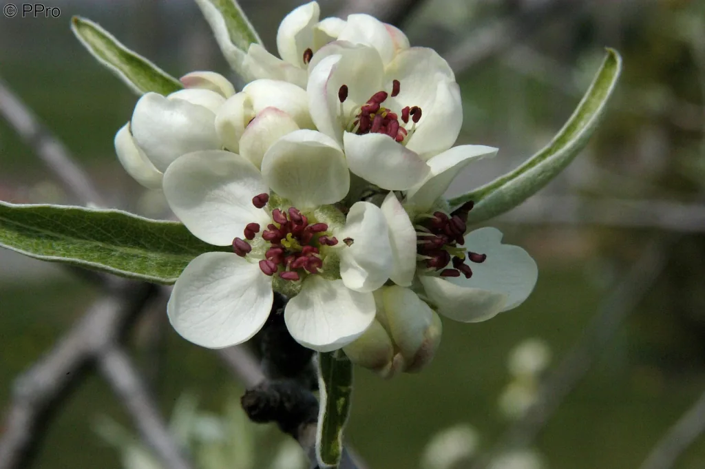 Hängende Wildbirne Pyrus salicifolia Pendula - 7 L Topf 80-100 cm