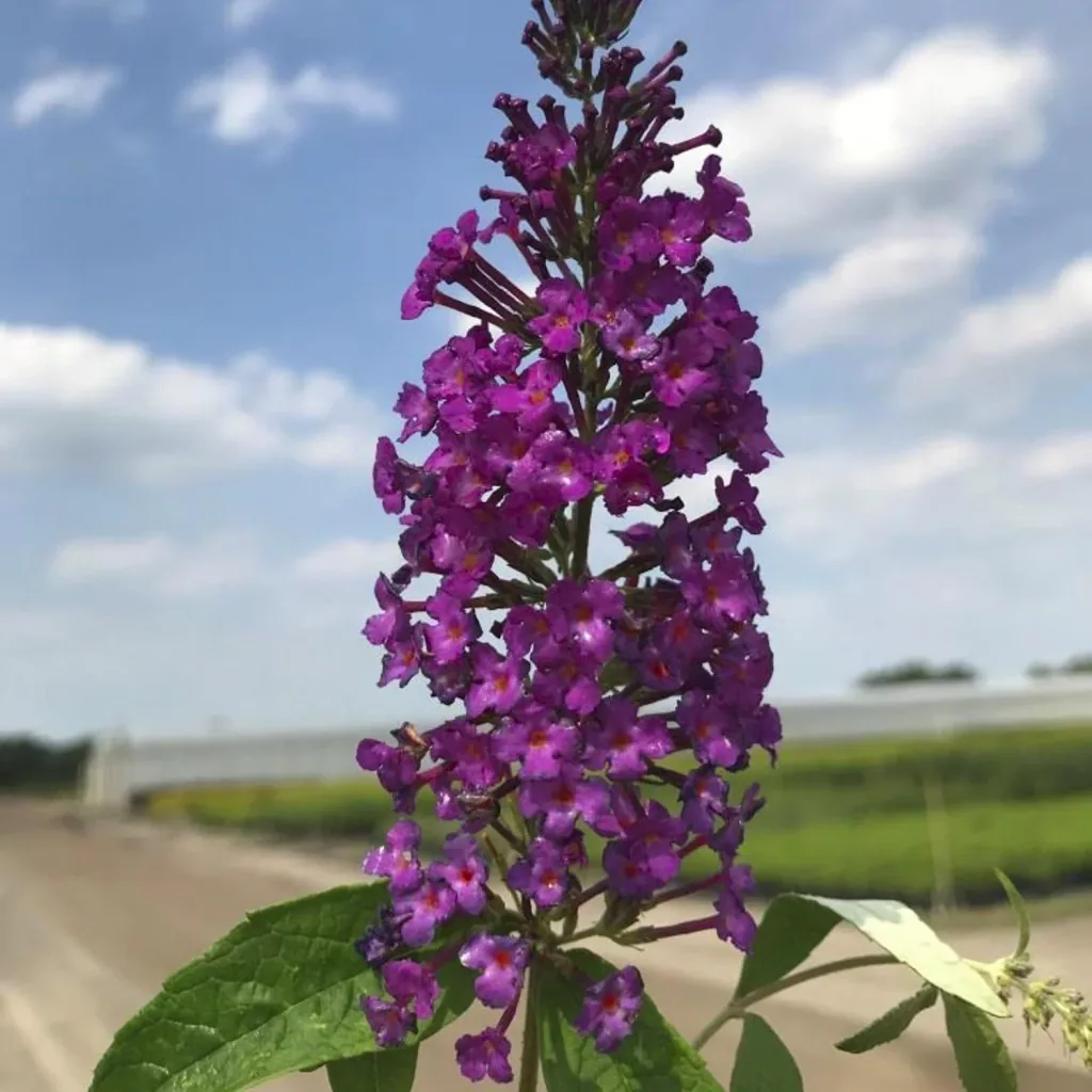 Zwerg-Sommerflieder Buzz Pink Purple (lila) - Buddleja davidii - 7 L Topf
