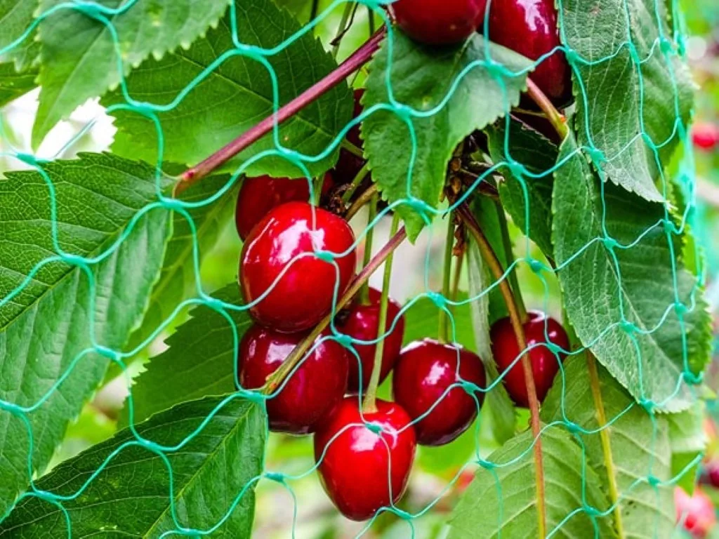 vogelschutznetz 2 x 10 m