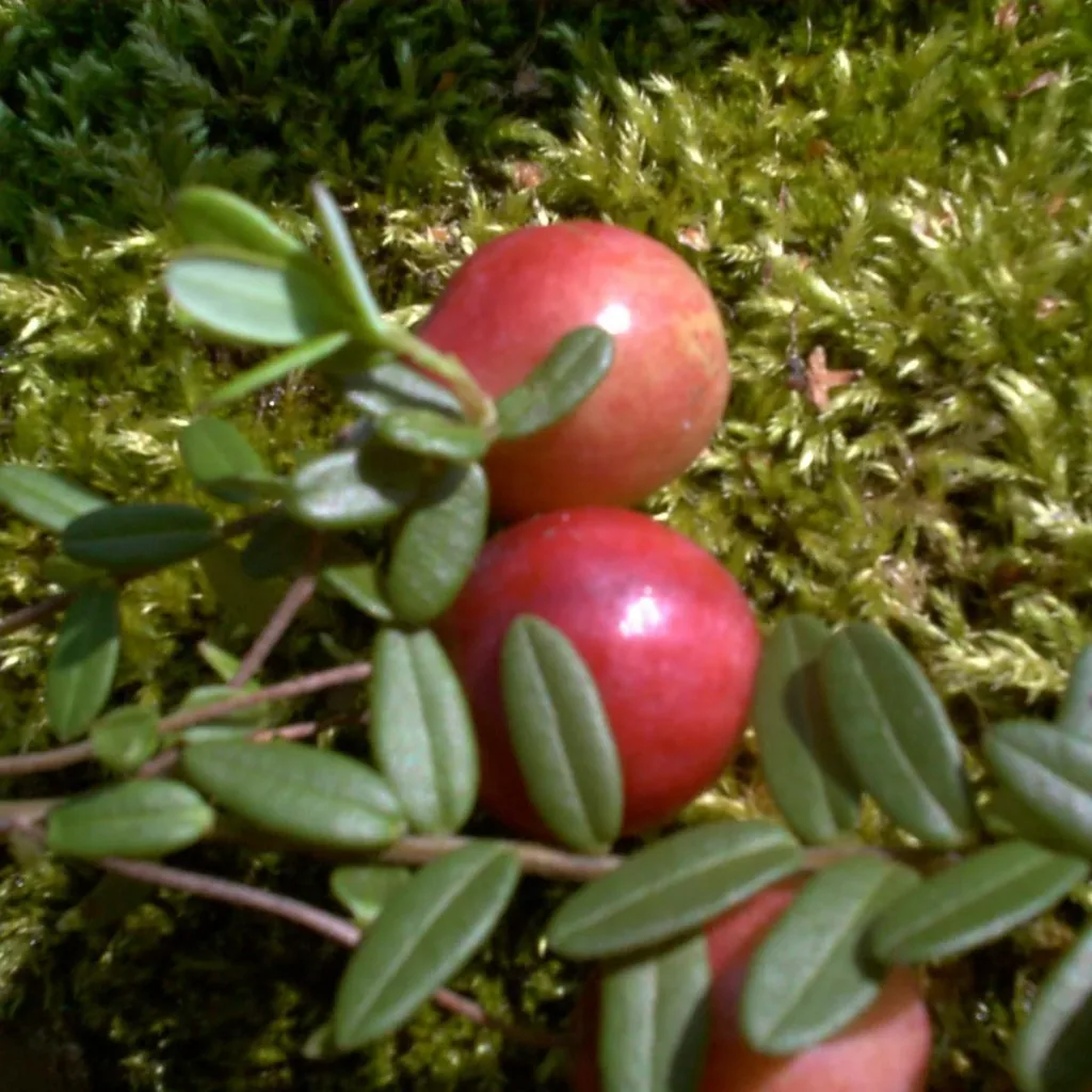 Cranberry, im 3,5L-Container