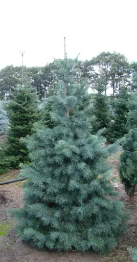 Colorado-Tanne Grautanne Abies concolor - Solitär mit Ballen 150-175 cm