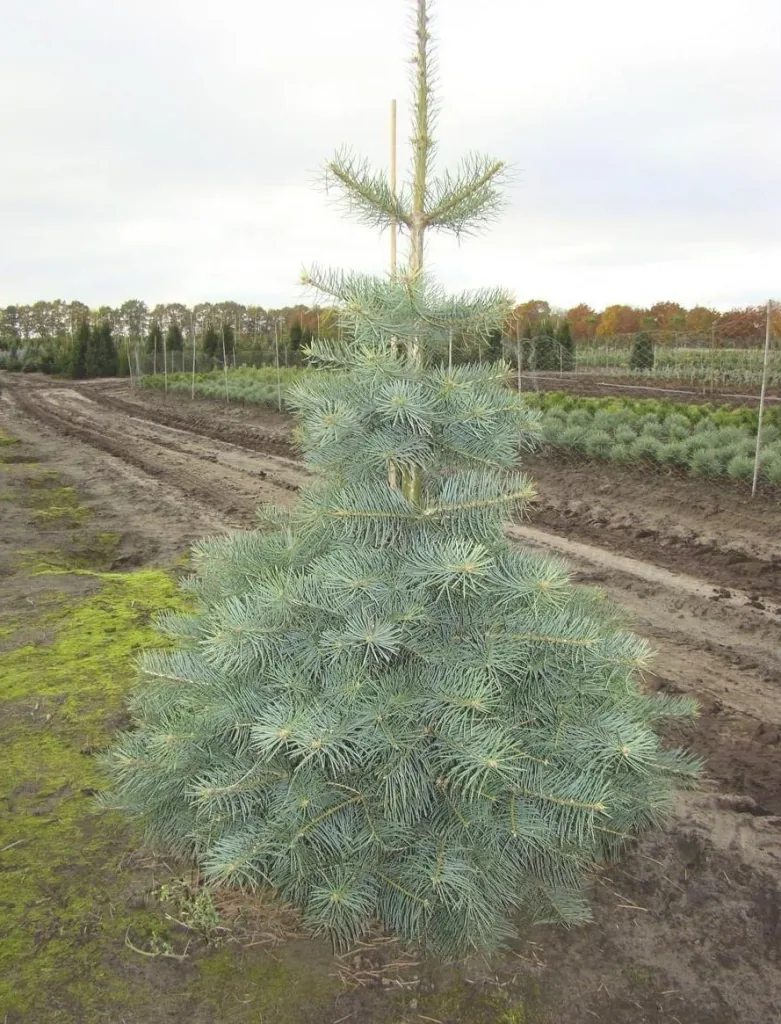 Coloradotanne (Abies concolor) – winterharter Nadelbaum, Solitär mit Ballen, Höhe ca. 150–175 cm