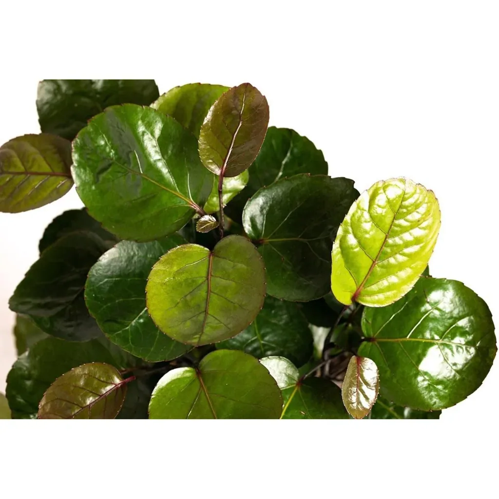 Blume oben Aralia - Polyscias Fabian - Groß - 55-65Cm - 1 Stück
