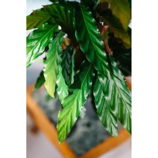 Aufblühende Pfauenpflanze - Calathea Rufibarba - Groß - 50-60cm - 1 Stück