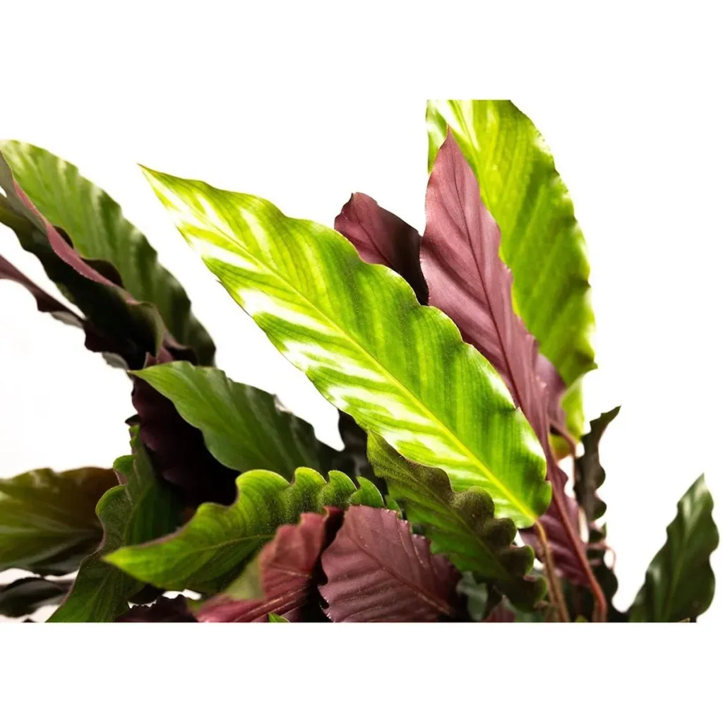 Aufblühende Pfauenpflanze - Calathea Rufibarba - Groß - 50-60cm - 1 Stück