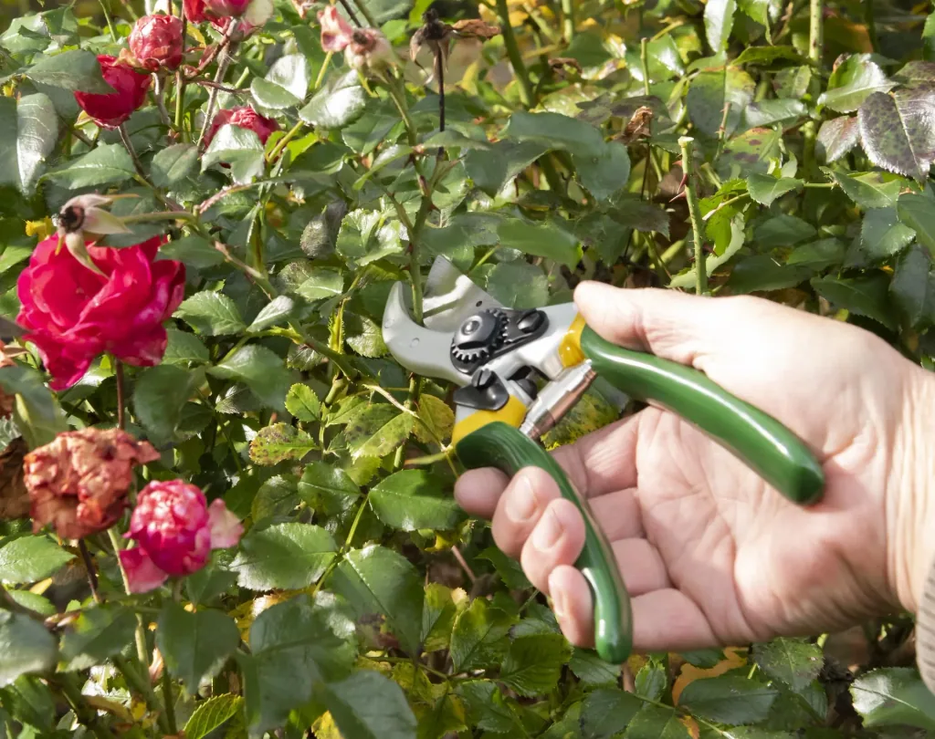 Einhand-Gartenschere, Classic