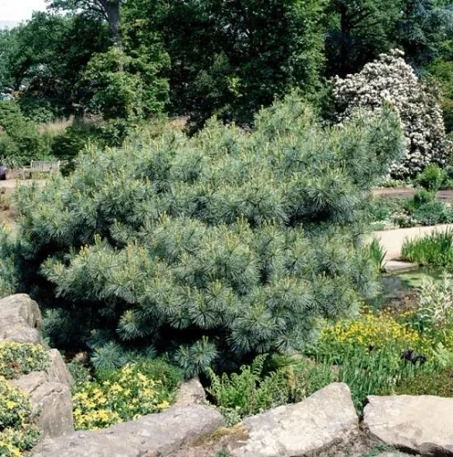 Seidenkiefer, Pinus strobus "Macopin", 7,5 Liter Topf, 30-40 cm hoch