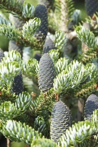 Koreatanne Silberlocke - Abies koreana - Solitär mit Ballen 125-150 cm
