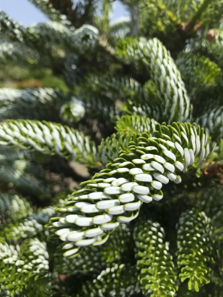 Koreatanne Silberlocke - Abies koreana - Solitär mit Ballen 125-150 cm