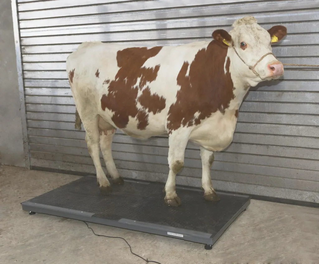 Tierwaage PS3000 bis 1500 kg